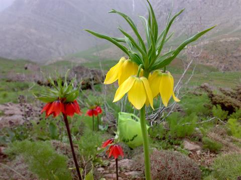 تصویر پرسش و پاسخ گیاه